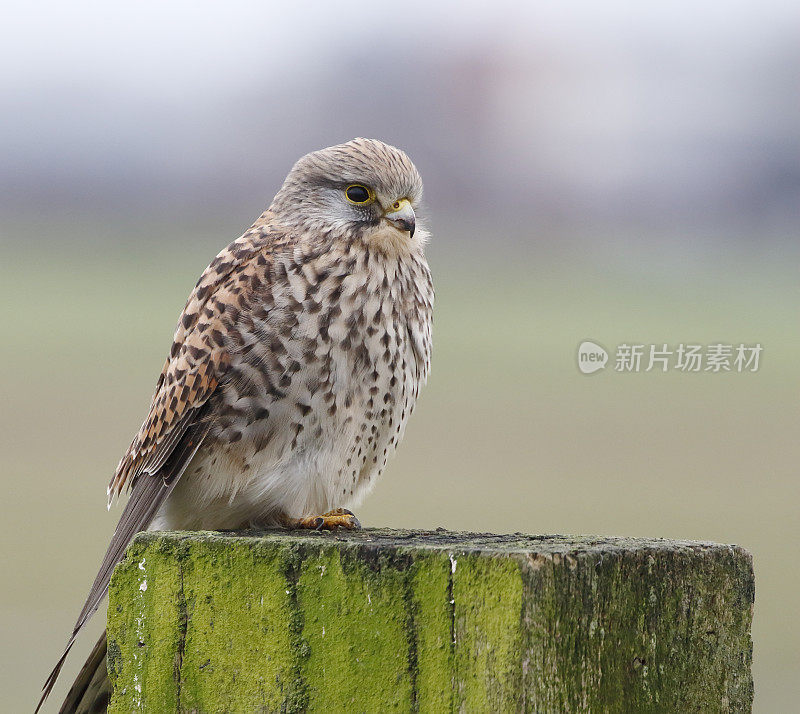 红隼(Falco tinnunculus)雌性